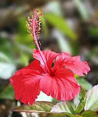 Ķīnas hibisks (Hibiscus rosa-sinensis)