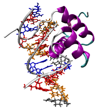 <span class="mw-page-title-main">Homeobox</span> DNA pattern affecting anatomy development