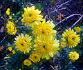 * Nomination Chrysanthemum in fall, by Snežana Trifunović. Nom by Nikola 20:24, 13 November 2007 (UTC) * Decline Not sharp, and the background is totally over-edited (what happened there??). Sorry. --JDrewes 22:33, 13 November 2007 (UTC)