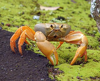 <i>Johngarthia lagostoma</i> Species of crab