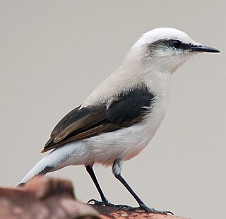 <i>Fluvicola</i> Genus of birds