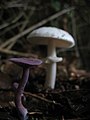 Llaccaria amethystina e francesiña (Amanita citrina).