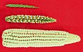 Image 18The creation of maize from teosinte (top), maize-teosinte hybrid (middle), to maize (bottom) (from History of agriculture)