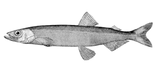 <span class="mw-page-title-main">Capelin</span> Species of fish