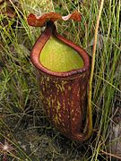 Nepenthes rowaniae