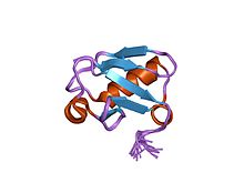 GLUT4 also contains a UBX-domain. These are ubiquitin-regulatory regions that can assist with cell signaling. PDB 2al3 EBI.jpg