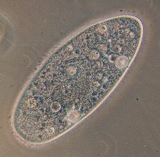 <i>Paramecium</i> Genus of unicellular ciliates, commonly studied as a representative of the ciliate group