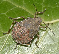 Fifth-instar nymph