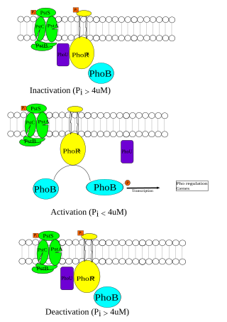 <span class="mw-page-title-main">Pho regulon</span> Phosphate regulatory mechanism in cells