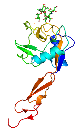 <span class="mw-page-title-main">P-selectin</span> Type-1 transmembrane protein