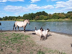 Un cheval couleur sable et noir se roule dans du sable