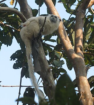 <span class="mw-page-title-main">White-mantled tamarin</span> Subspecies of New World monkey