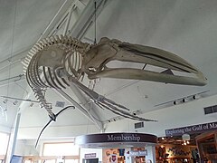 SeaSciCtrWhaleSkel01.jpg