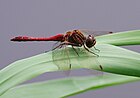 Sympetrum vulgatum (Gemeine Heidelibelle, Männchen) [D]