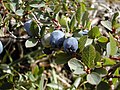 Bog Bilberry (Arctic Blueberry) Vaccinium uliginosum Kigutaarnat nagguii / mosebølle / blåbær Kigutaarnat, Blåbær