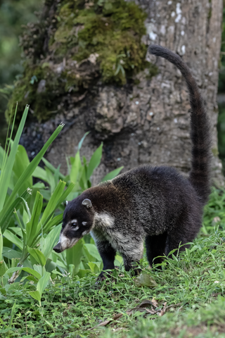 <span class="mw-page-title-main">Coati</span> Variety of mammal