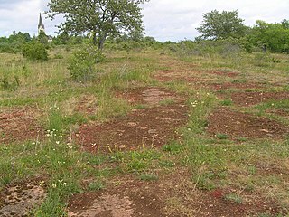 <span class="mw-page-title-main">Alvar</span> Limestone-based biological environment