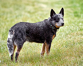 <span class="mw-page-title-main">Australian Cattle Dog</span> Breed of herding dog