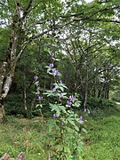 Aconitum kiyomiense