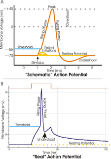 <span class="mw-page-title-main">Dendritic spike</span>