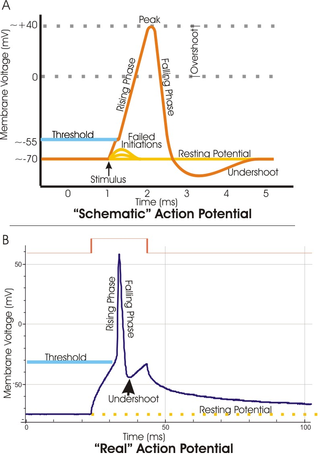 <span class="mw-page-title-main">Threshold potential</span> Critical potential value