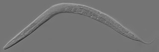 <i>Caenorhabditis elegans</i> Free-living species of nematode