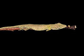 <i>Anolis occultus</i> Species of reptile