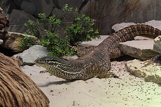 <span class="mw-page-title-main">Yellow-spotted monitor</span> Species of reptile