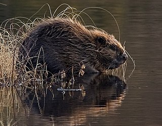 <span class="mw-page-title-main">Eurasian beaver</span> Species of beaver