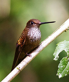 Bronzy Inca, photo taken at San Isidro Lodge (east slope), Ecuador. Bronzy Inca.jpg