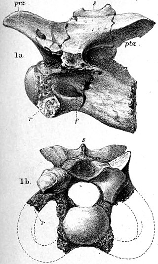 <i>Calamosaurus</i> Extinct genus of dinosaurs