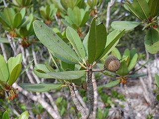 <i>Manilkara</i> Genus of trees