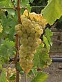 Tafeltraube Chasselas de Moissac