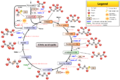 Citric acid cycle (nom)