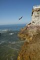 Cliff diver, Mazatlan Mexico.