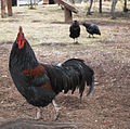 A Cock seen in a farm of El Bolson, Patagonia