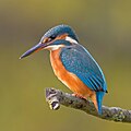 El martín pescador común (Alcedo atthis) es una especie de ave coraciiforme de la familia Alcedinidae que habita en lagos y ríos de Europa, África y Asia. Por Andreas Trepte.