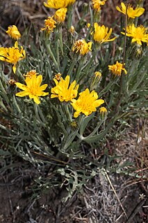 <i>Crepis modocensis</i> Species of flowering plant