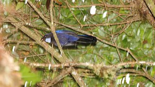 Silvery-throated jay Species of bird