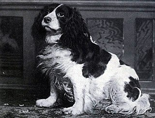 <span class="mw-page-title-main">Norfolk Spaniel</span> Dog breed