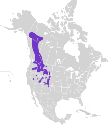 Dendragapus obscurus map.svg