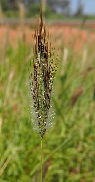 <i>Dichanthium</i> Genus of plants