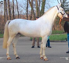 The same foal as an adult horse. Some white spotted horses lose pigment with age, even though they do not possess the gray gene. The underlying skin remains dark. DominantWhiteHorsesC.jpg