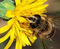 * Nomination The head of a female drone-fly (Eristalis tenax). This is a much harder shot that the gorgeous Eristalinus because this eye is black, hairy and has a finer structure - Alvesgaspar 16:29, 30 October 2007 (UTC) * Promotion Nice detail and colors. Calibas 02:46, 4 November 2007 (UTC)