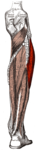 Gray439-Musculus peroneus longus.png