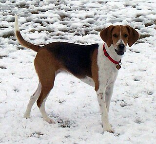 Harrier (dog) A medium-sized hound bred for hunting hares by trailing them