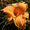 'Ruffled Apricot' (Baker-S H 1972)