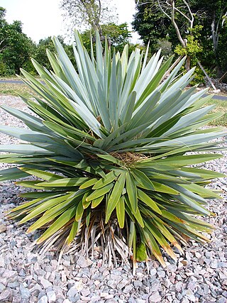 <i>Hemithrinax</i> Genus of palms