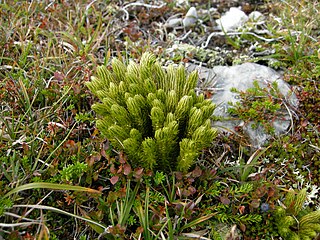 <i>Huperzia appressa</i> Species of spore-bearing plant