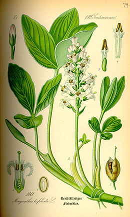 Trilapis puplaiškis (Menyanthes trifoliata)